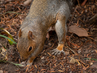Grey Squirrel Foraging for Food on Woodland Floor