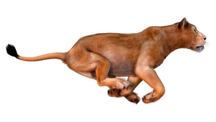 3D Rendering Female Lion on White