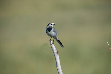 White wagtail in The Netherlands.