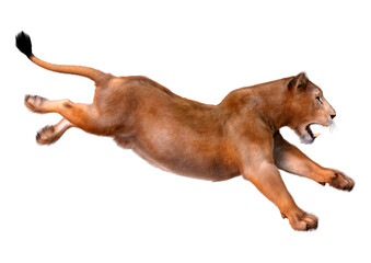 3D Rendering Female Lion on White