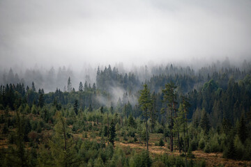 Trees and morning mist in High Tatras mountains, Slovakia