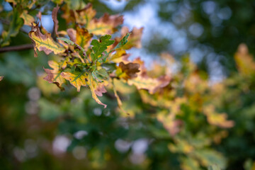 Herbstlich verfärbte Blätter am Baum