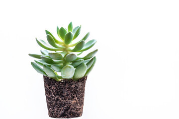 Succulent Echeveria - Crassulaceae Echeveria.A succulent flower with leaves, with roots and dirt, on white background