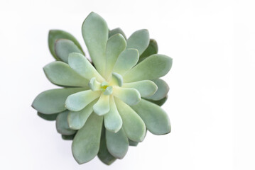 Succulent Echeveria - Crassulaceae Echeveria.A succulent flower with leaves, view from above, on white background
