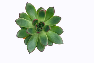 Succulent Echeveria - Echeveria agavoides.A succulent flower with leaves, view from above, on white background