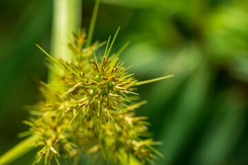 dandelion, nature, flower, plant, green, grass, spring, macro, thistle, summer, weed, seeds, seed, flora, garden, closeup, close-up, natural, tree, yellow, white, cactus, floral, wild