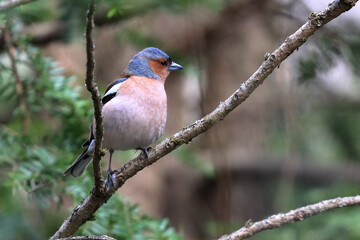 chaffinch