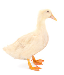Young duckling.