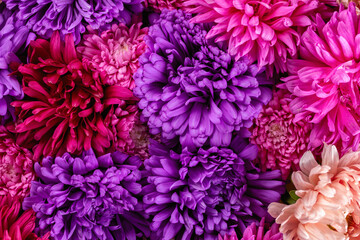 Natural background. Floral texture. Multicolored aster flowers close up. High quality photo