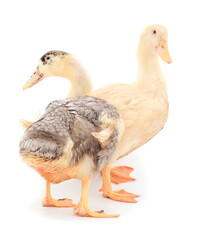 Two young duckling.