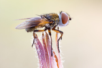close up of a fly colorful tachinid fly at the top of a wild plant