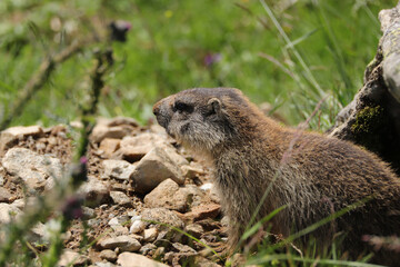 Marmots are large ground squirrels in the genus marmota