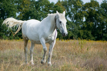 
white horse in a field on dry grass