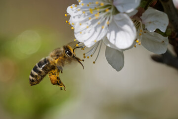 Honigbiene im Garten