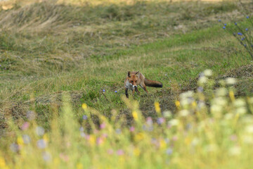 Red fox stalking on a meadow for mouse