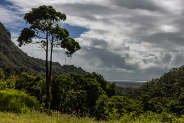 Obraz premium Rainforest Covered Mountains in Australia