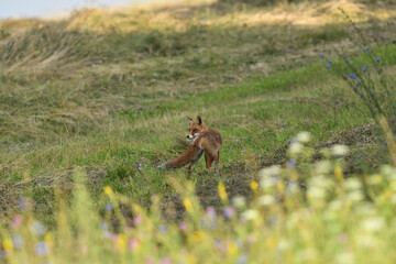 Red fox stalking on a meadow for mouse