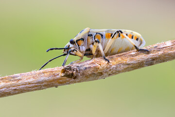 macro shot of a harlequin bug.