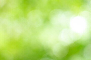 Fototapeta na wymiar Green bokeh bright blurred green background is a beautiful natural sparkle in the daytime of the trees