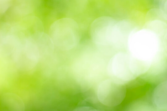 Green bokeh bright blurred green background is a beautiful natural sparkle in the daytime of the trees