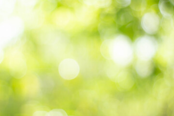 Green bokeh bright blurred green background is a beautiful natural sparkle in the daytime of the trees.