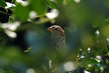 A selective focus shot of the head of a house sparrow in blurred environment - Stockphoto