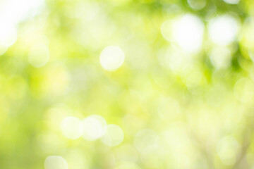 Fototapeta premium Green bokeh bright blurred green background is a beautiful natural sparkle in the daytime of the trees.
