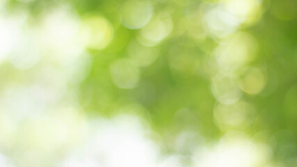 Plakat Green bokeh bright blurred green background is a beautiful natural sparkle in the daytime of the trees.