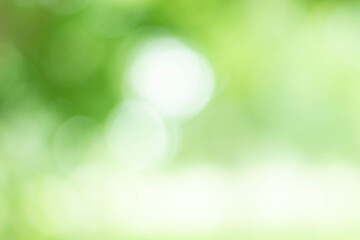 Fototapeta na wymiar Green bokeh bright blurred green background is a beautiful natural sparkle in the daytime of the trees.
