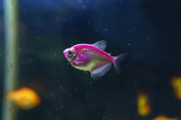 Ternary a Species of freshwater ray-finned fish of the family tetras