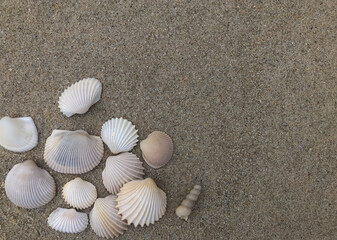 Fototapeta na wymiar Shells on the sandy beach