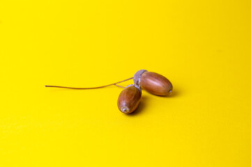 two oak acorns on a yellow background
