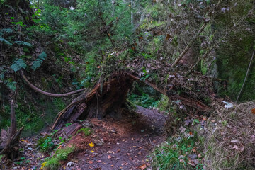 Romantic hiking trail in the Kirnitzschtal near Hinterhermsdorf