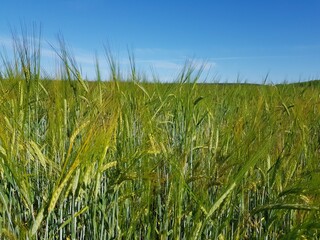 Obraz premium Golden ears of wheat in the field