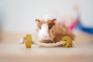 Guinea pig baby playing with toy