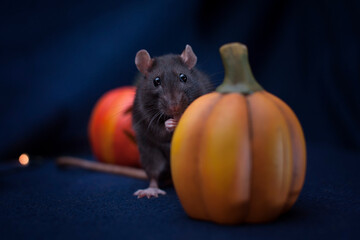 Halloween rat 5