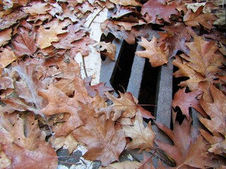 Yellow autumn leaves blocked storm drain