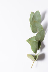Minimalism style composition with fresh aromatic eucalyptus twig on white background with copy space for your text.