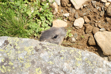 Marmots are large ground squirrels in the genus marmota
