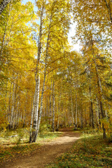 Obraz premium Autumn landscape with yellow trees. Beautiful bright view of nature in the fall lit by natural sunlight.