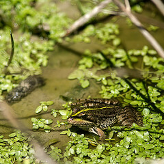 Grenouille verte dans un étang de Dombes, France
