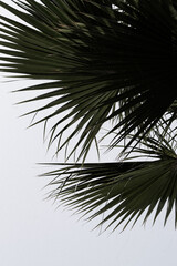 palm tree silhouette