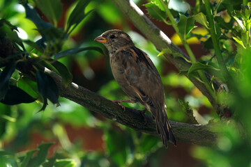 House sparrowt on a branch of a green bush - Stockphoto