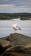 Fototapeta na wymiar Eine Seemöwe steht auf einem Stein am Strand der Ostsee