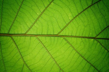 Fototapeta na wymiar Beautiful leaf texture for Backdrop