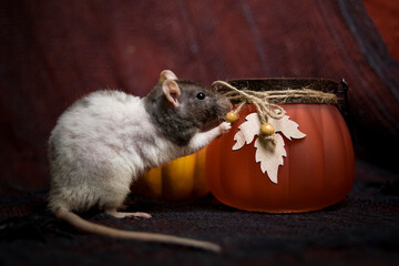 Halloween rat 4 © Jagoda
