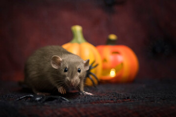 Halloween rat 3 
