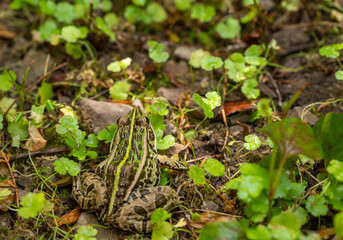 トノサマガエルとチドメグサ