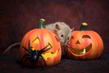 Halloween rat 2