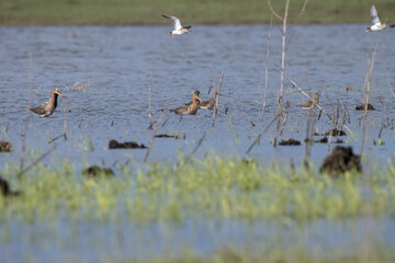 Black-tailed Godwit (Limosa limosa).